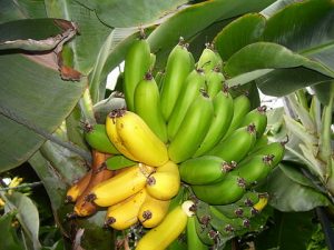 480px-bananas_in_iceland