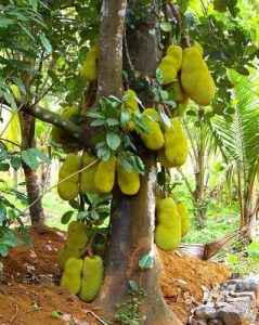 jackfruit-e1458157568820