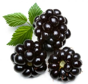 dewberry; object on a white background